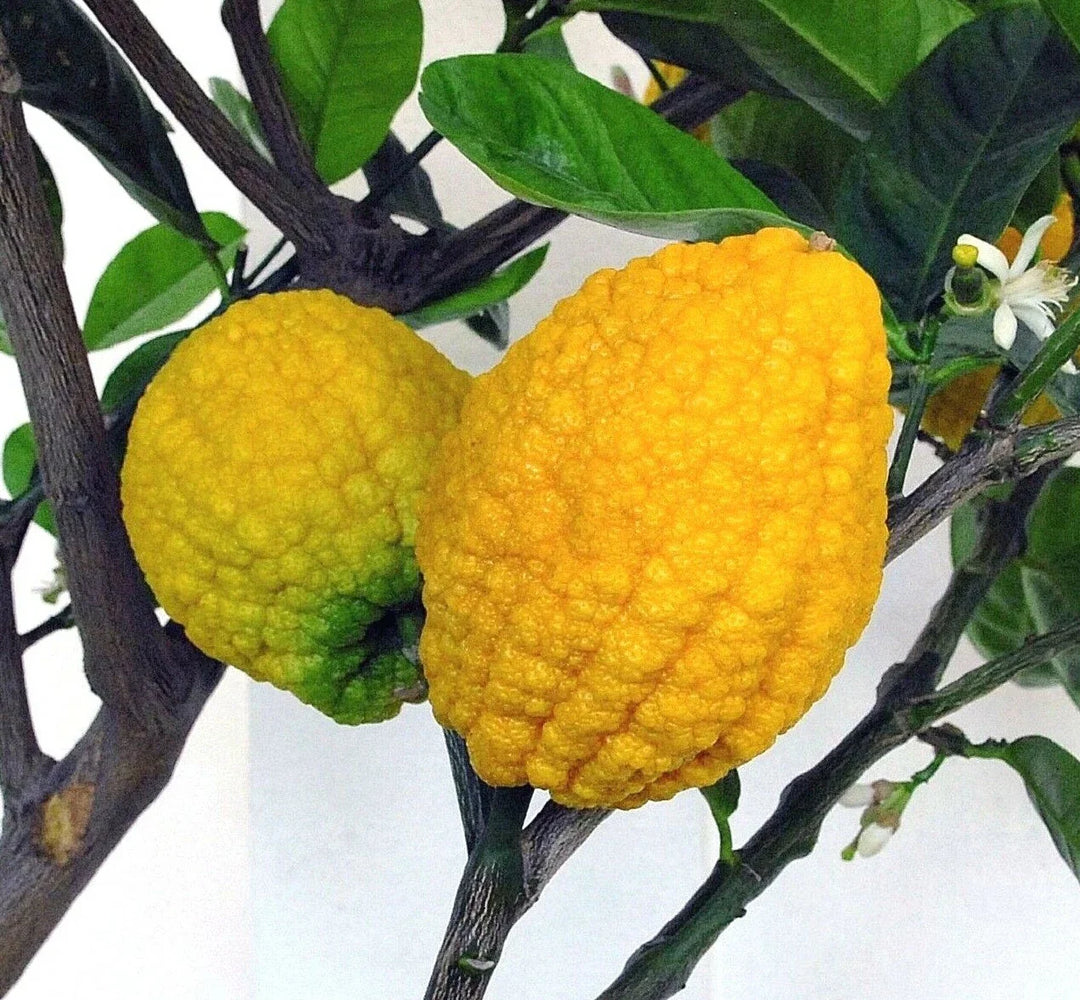citron citrus flower seeds