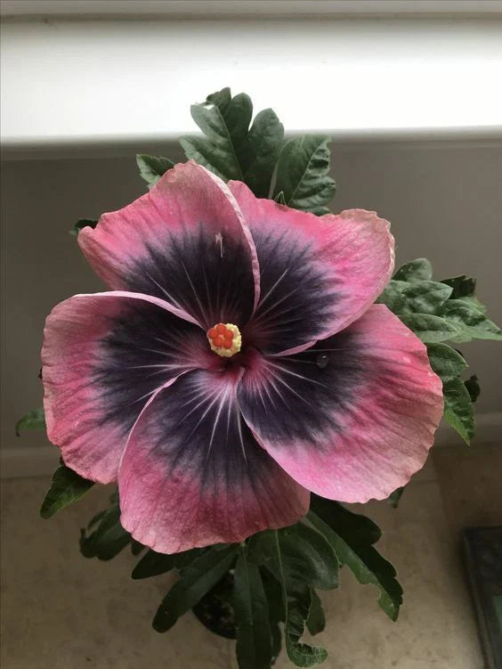 pink black flower seeds