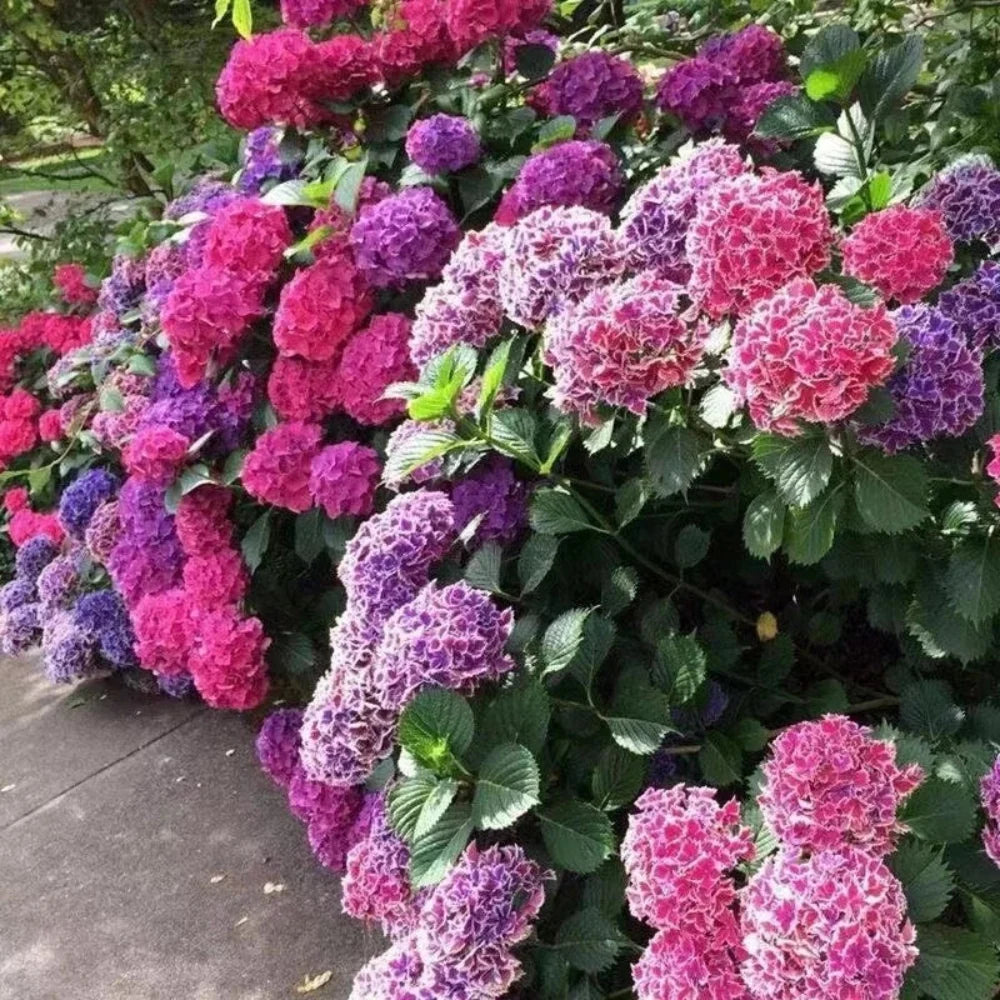 pink for flower seeds