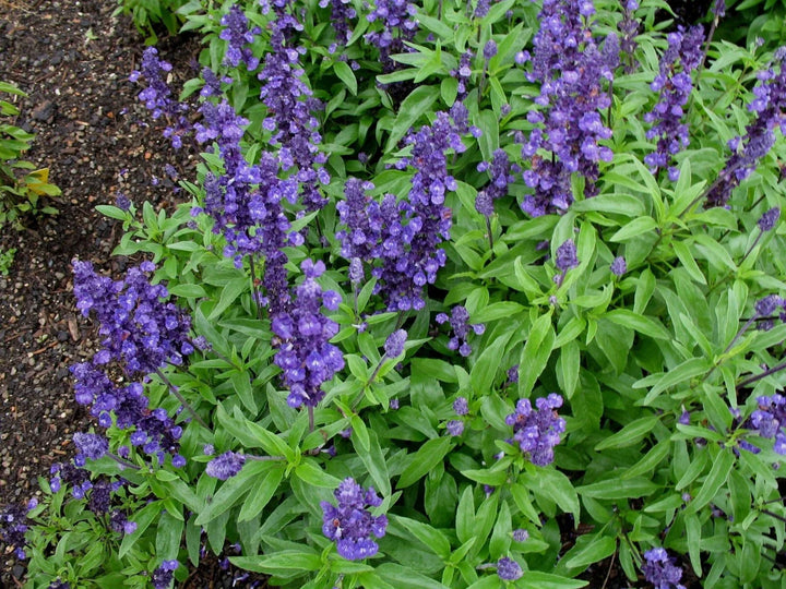 sage repels flower seeds