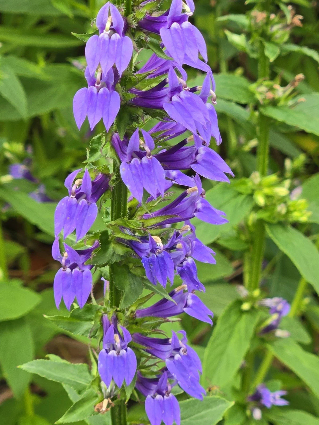blue gram flower seeds