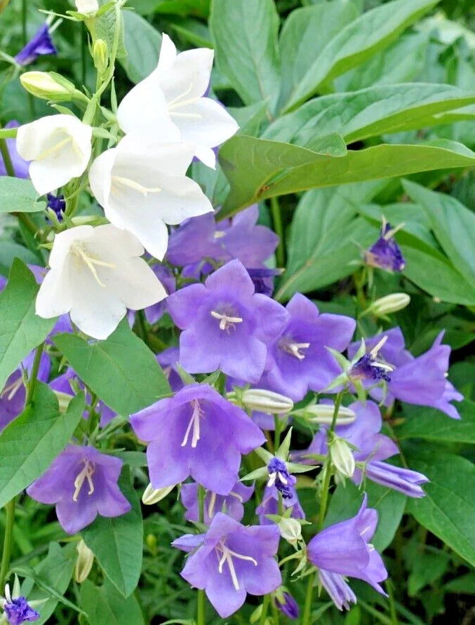 peach blue flower seeds
