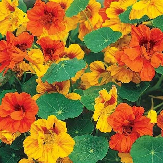 nasturtium dwarf flower seeds