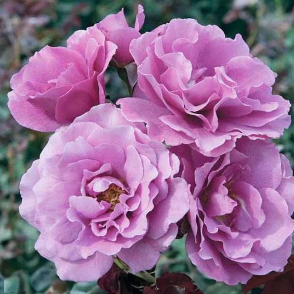 angel face flower seeds