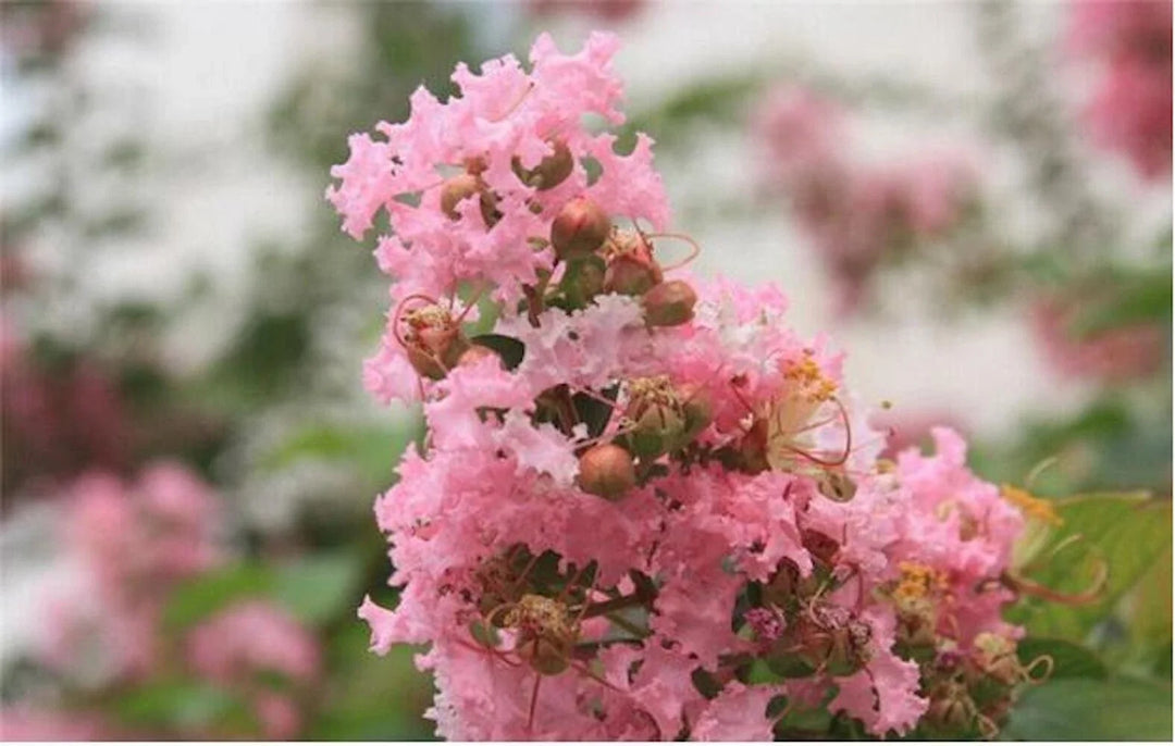 pink flower seeds