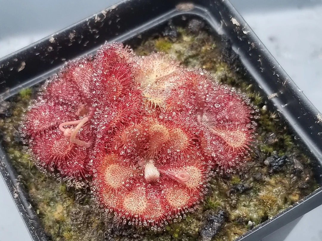 drosera natalensis flower seeds