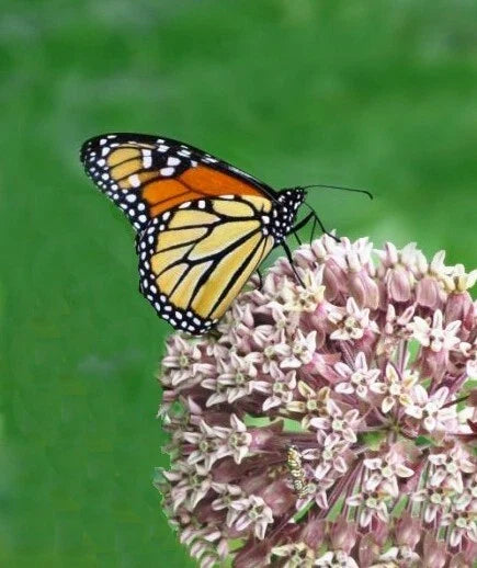 common milkweed flower seeds