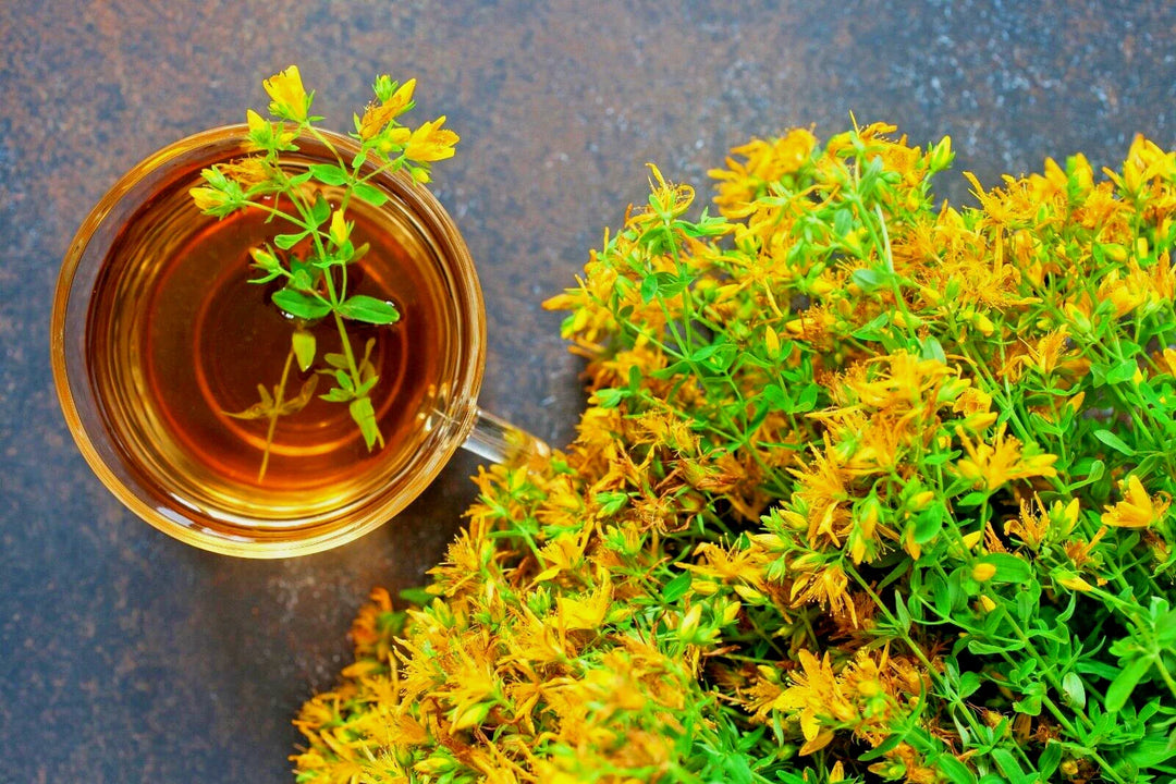 st johns flower seeds