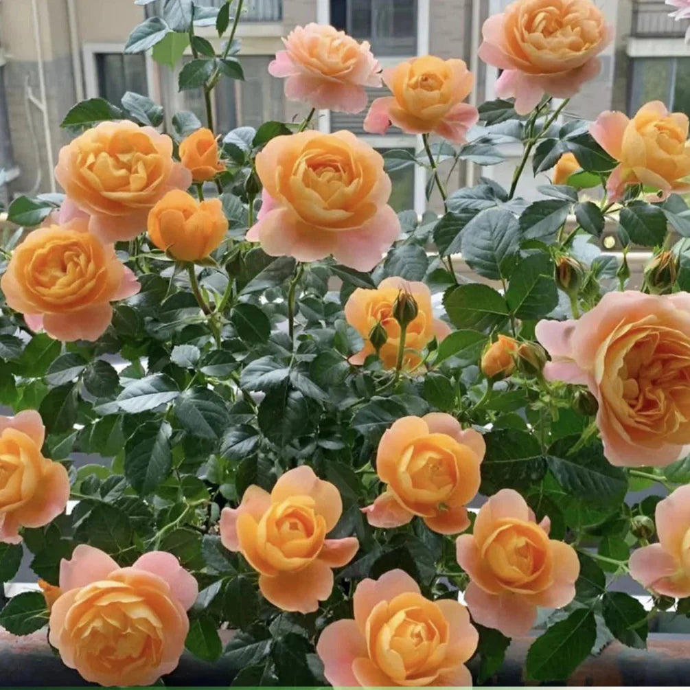 juicy terrazza flower seeds
