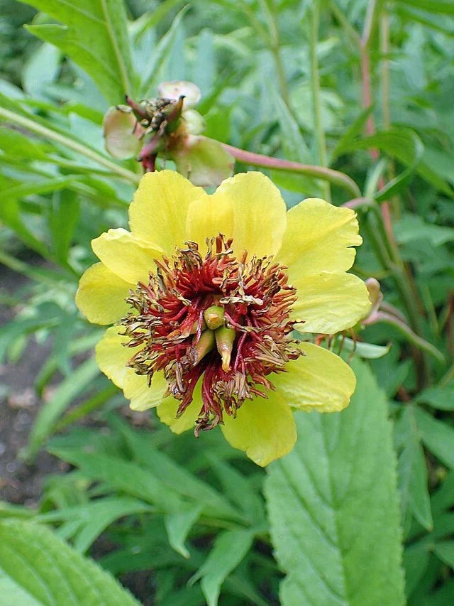 paeonia lutea flower seeds
