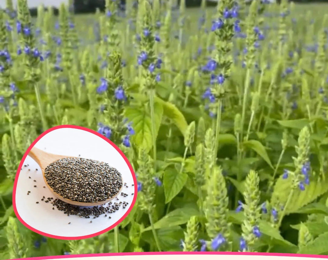 chia flower flower seeds