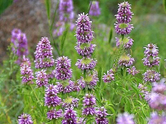 lemon mint flower seeds