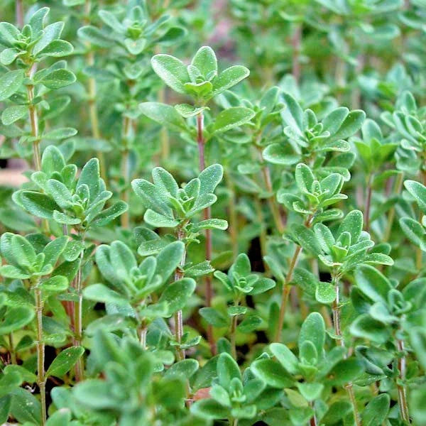 common thyme flower seeds