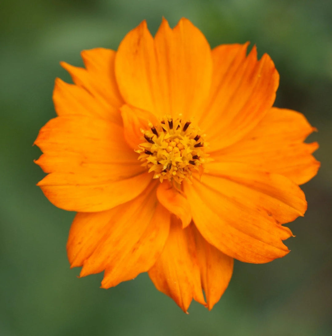 orange cosmos flower seeds