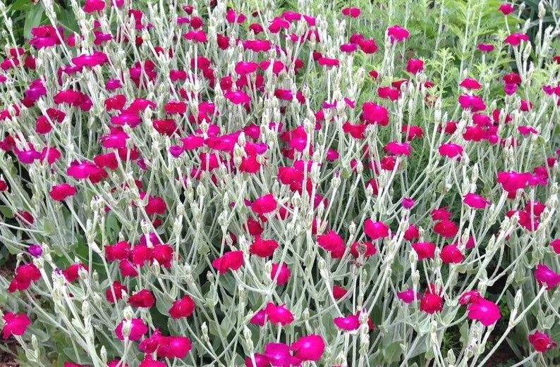 rose campion flower seeds