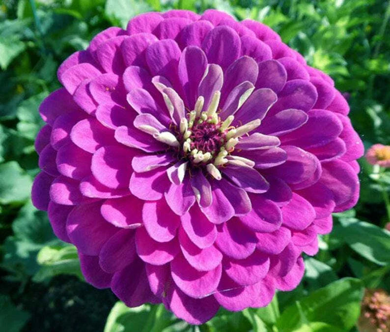 purple purple flower seeds