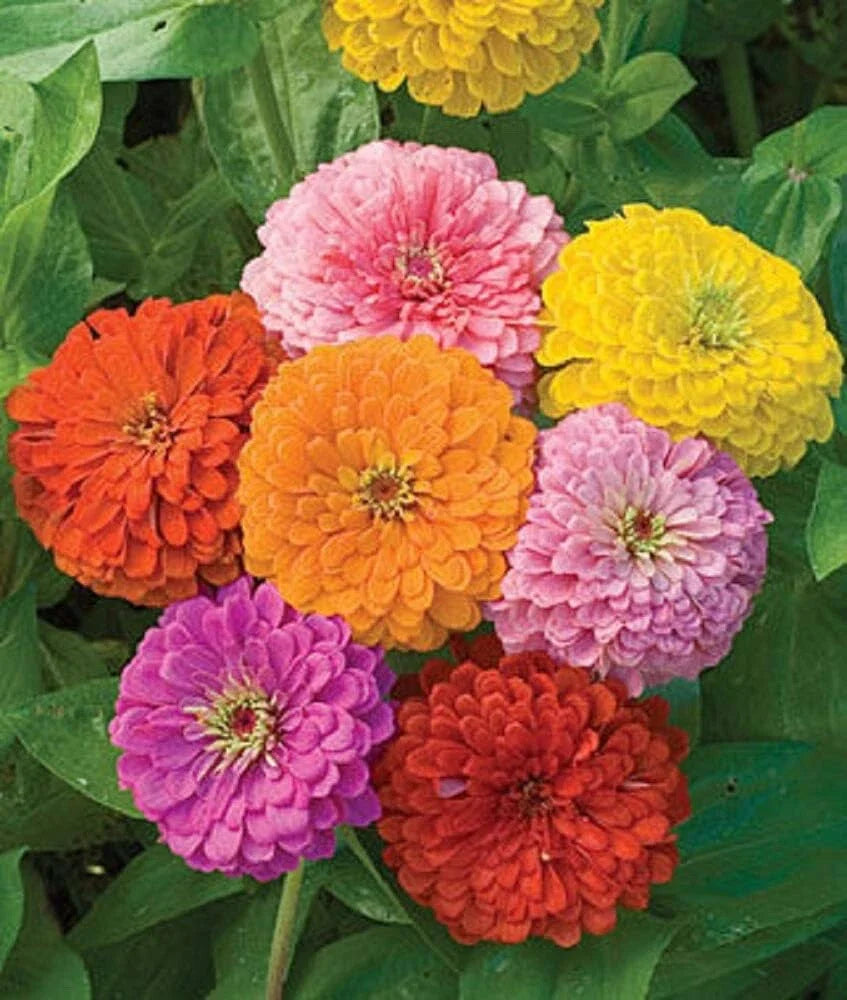 california giant flower seeds