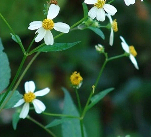 spanish needles flower seeds