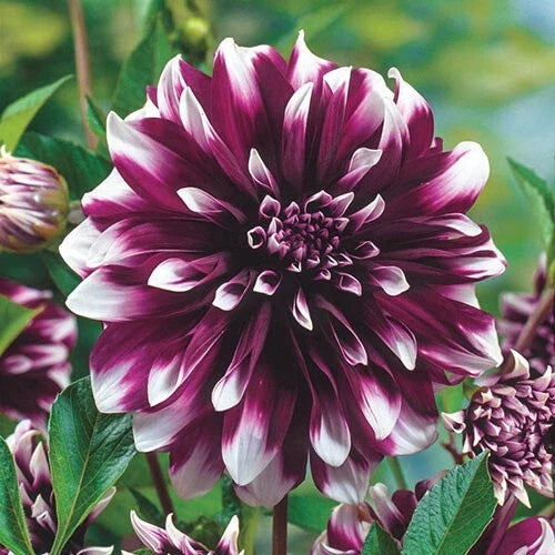 concentrate dahlia flower seeds