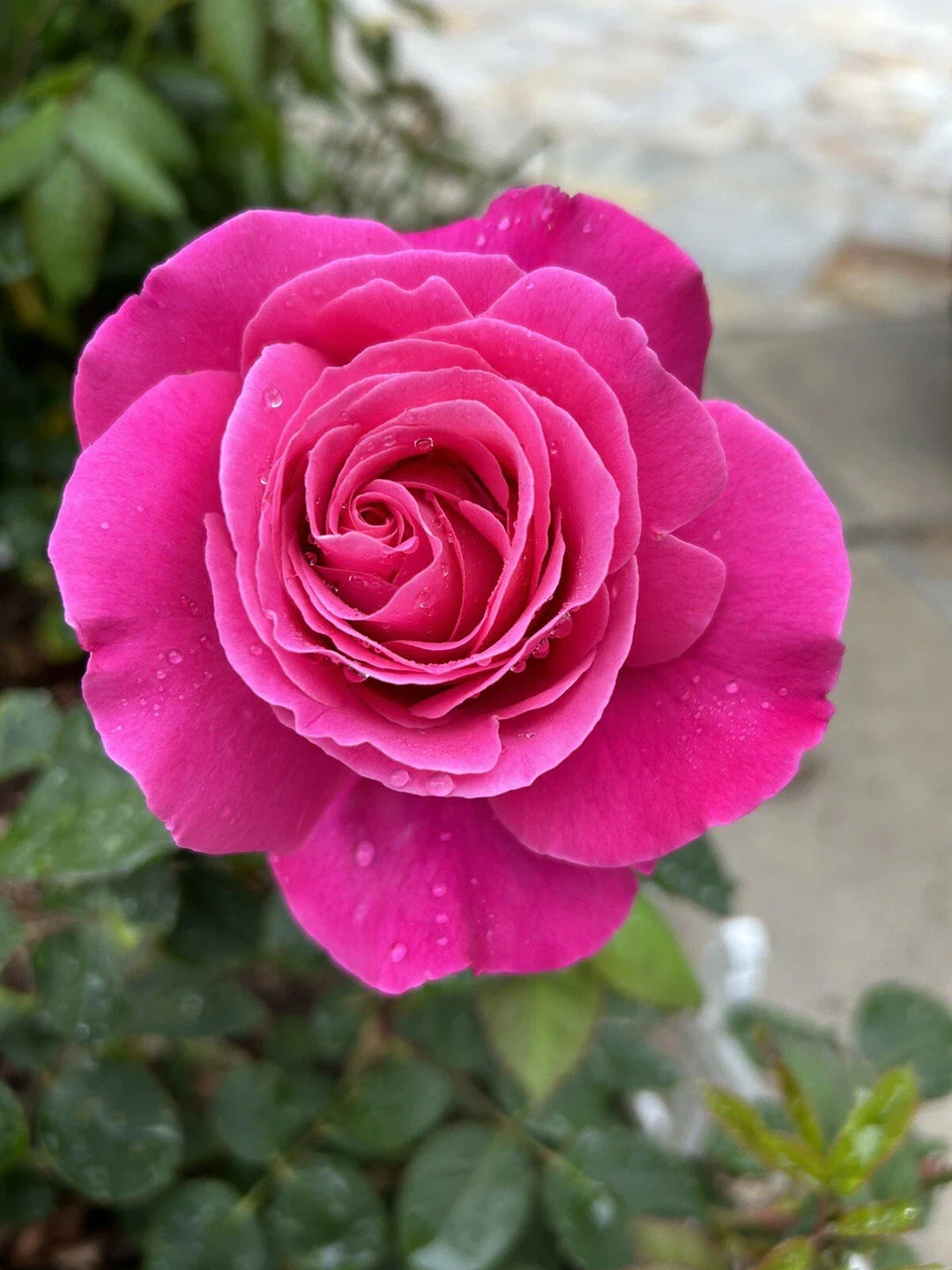 pink fragrant flower seeds