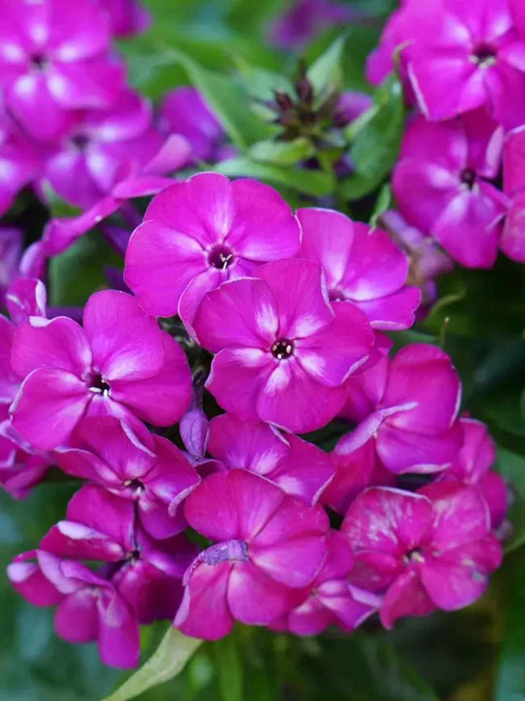 bambini desire flower seeds