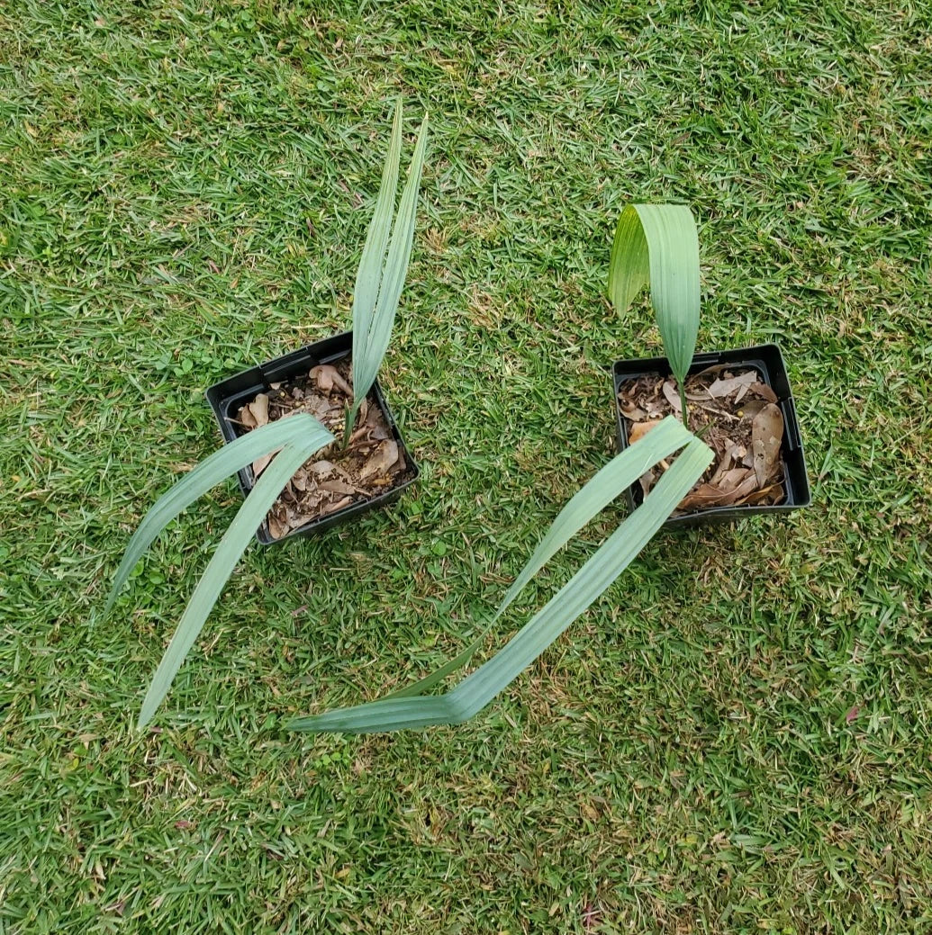 sabal tamaulipensis flower seeds