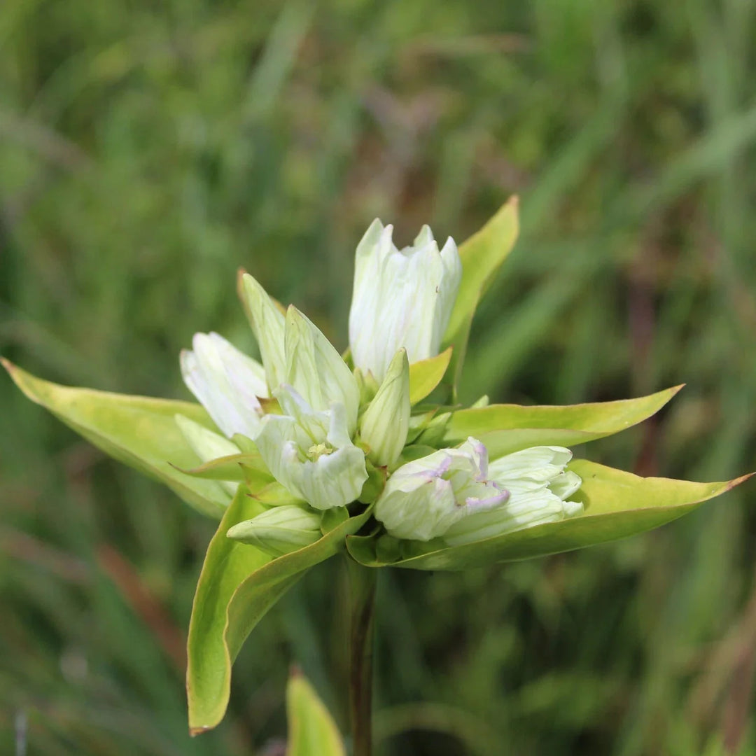 cream gentian flower seeds