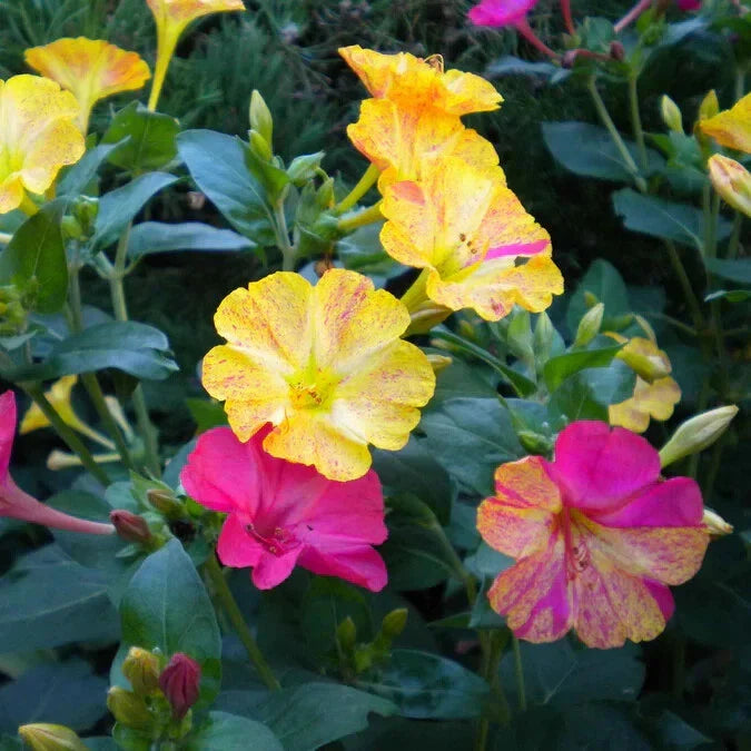 count mixed flower seeds