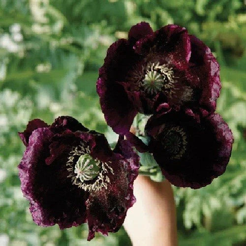 over after flower seeds