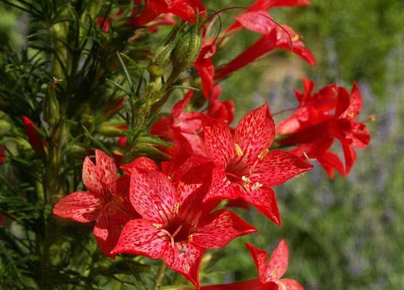 red gilia flower seeds