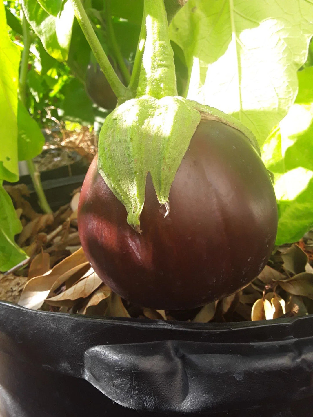 aswad eggplant flower seeds