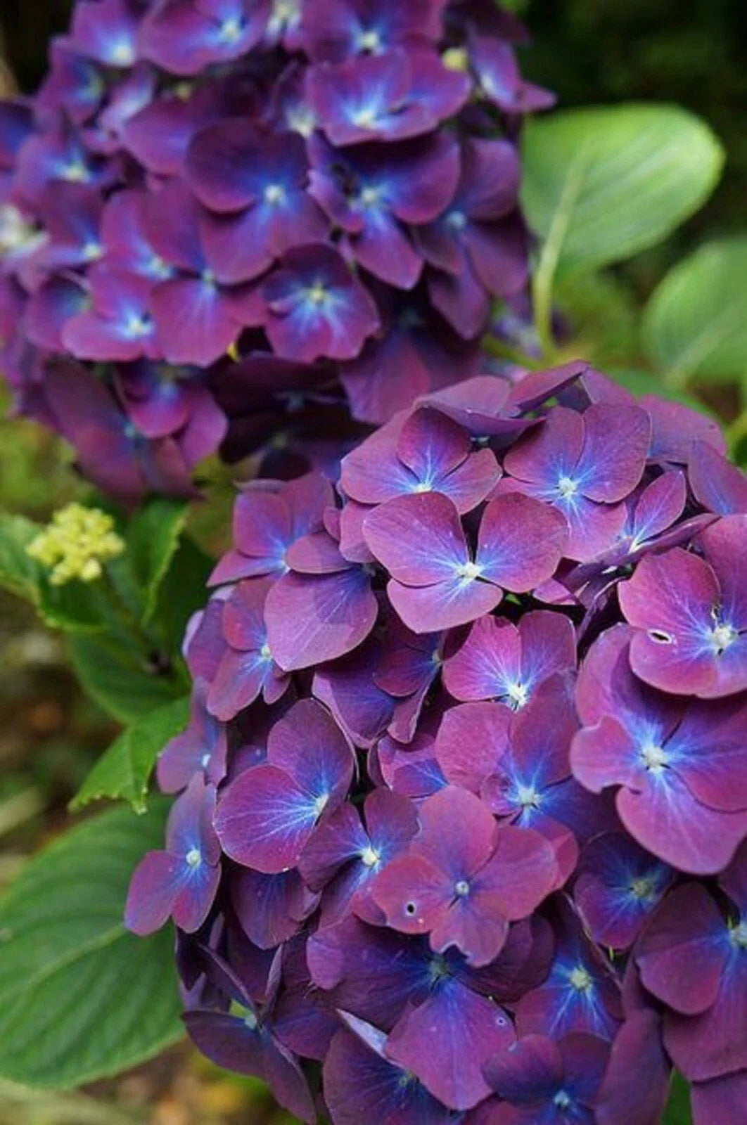 purple blue flower seeds