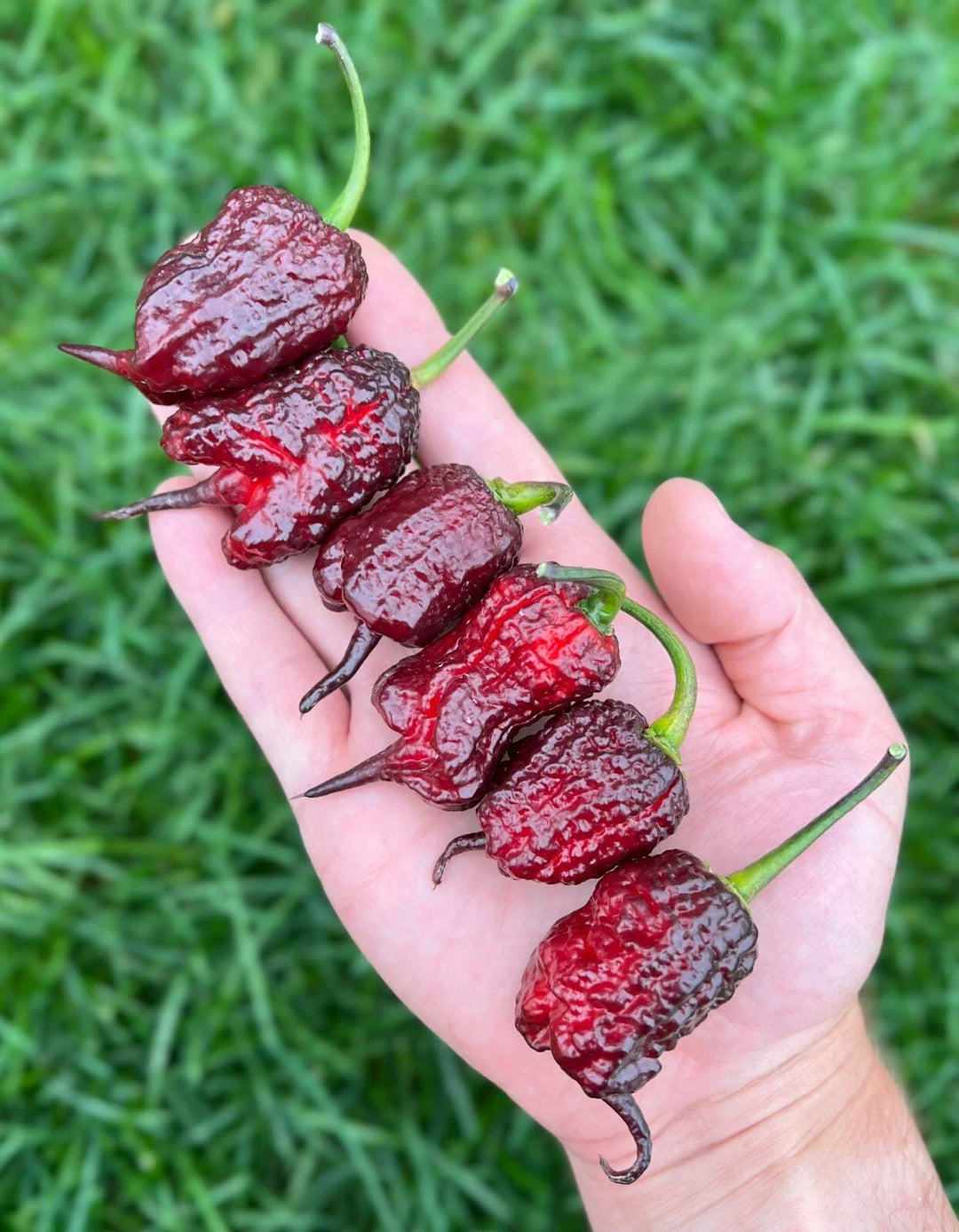 purple gator flower seeds