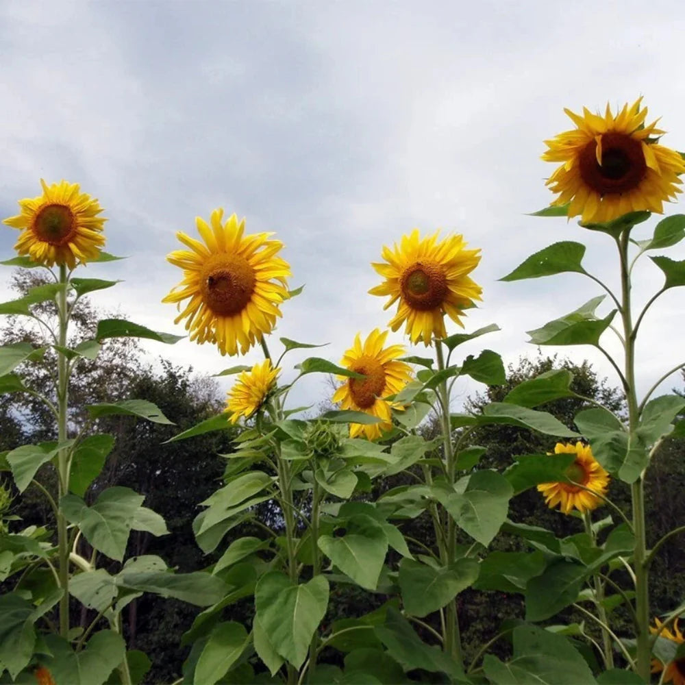 pollinators favorite flower seeds