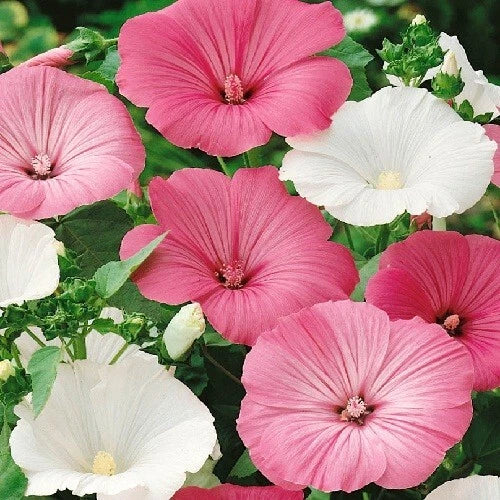 pink white flower seeds