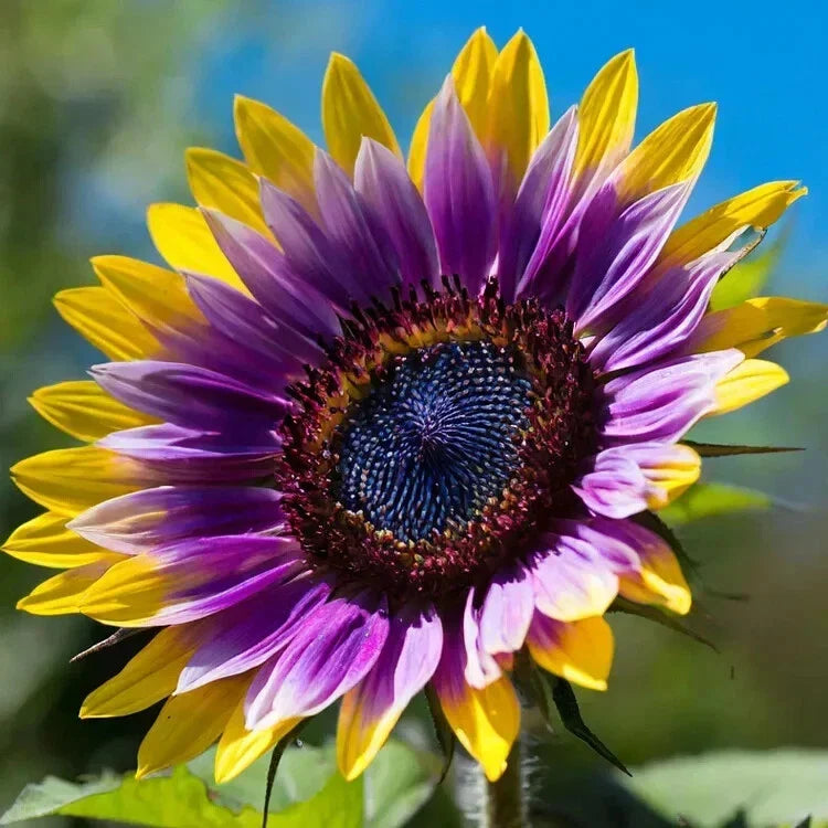 purple rare flower seeds