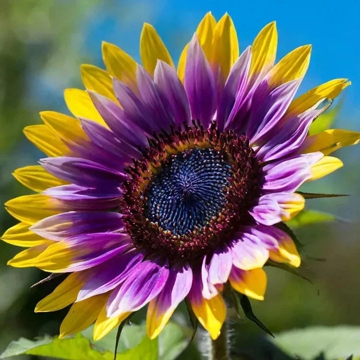 purple rare flower seeds
