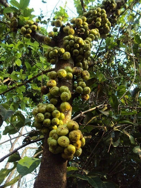 ficus hispida flower seeds