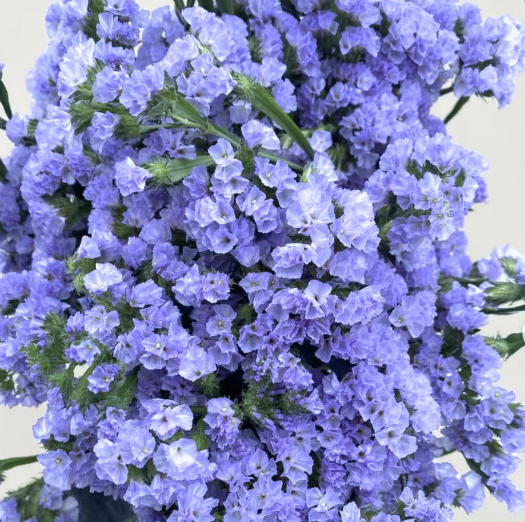 blue blue flower seeds