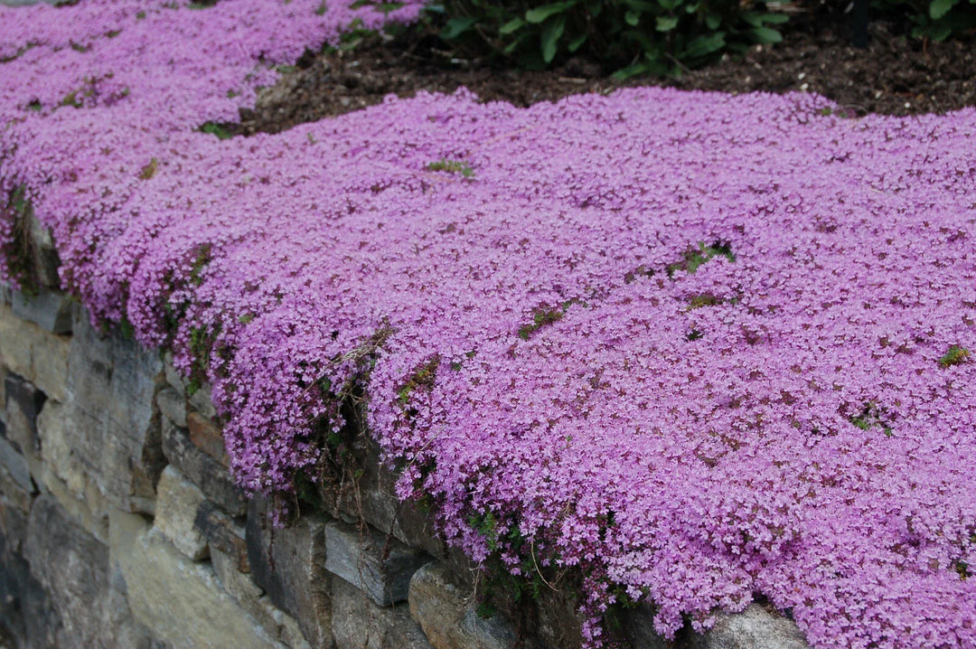 creeping thyme flower seeds