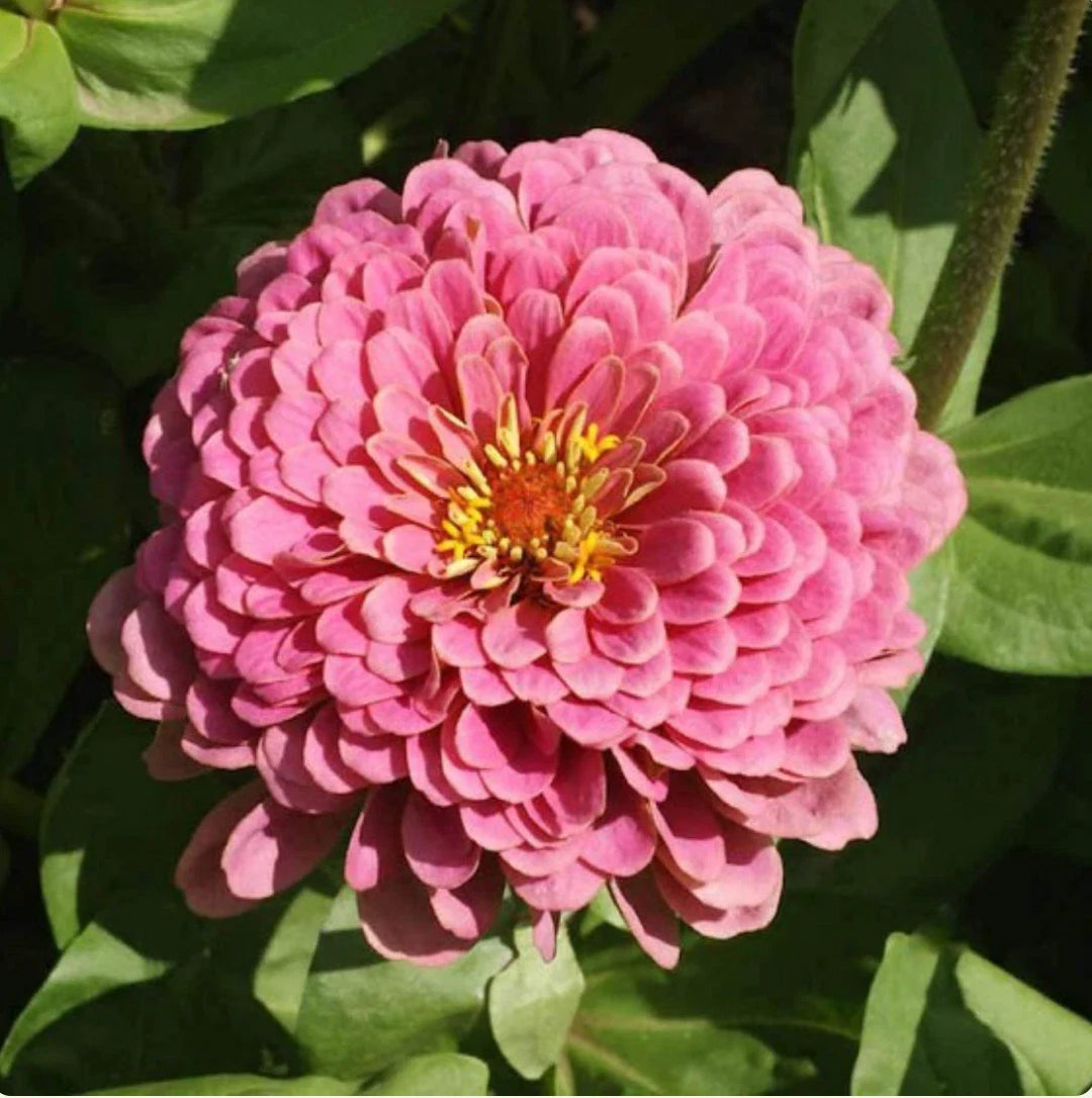 pink zinnia flower seeds