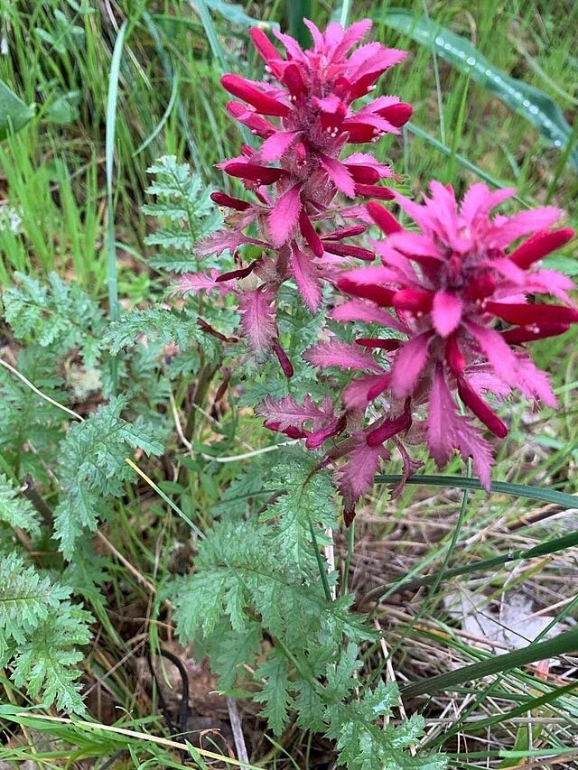 pedicularis densiflora flower seeds