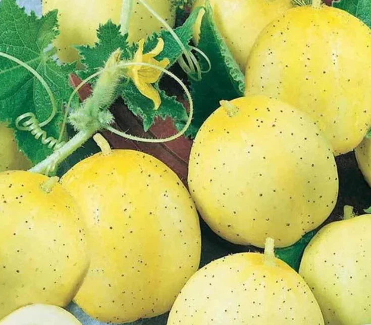 yellow cucumber flower seeds