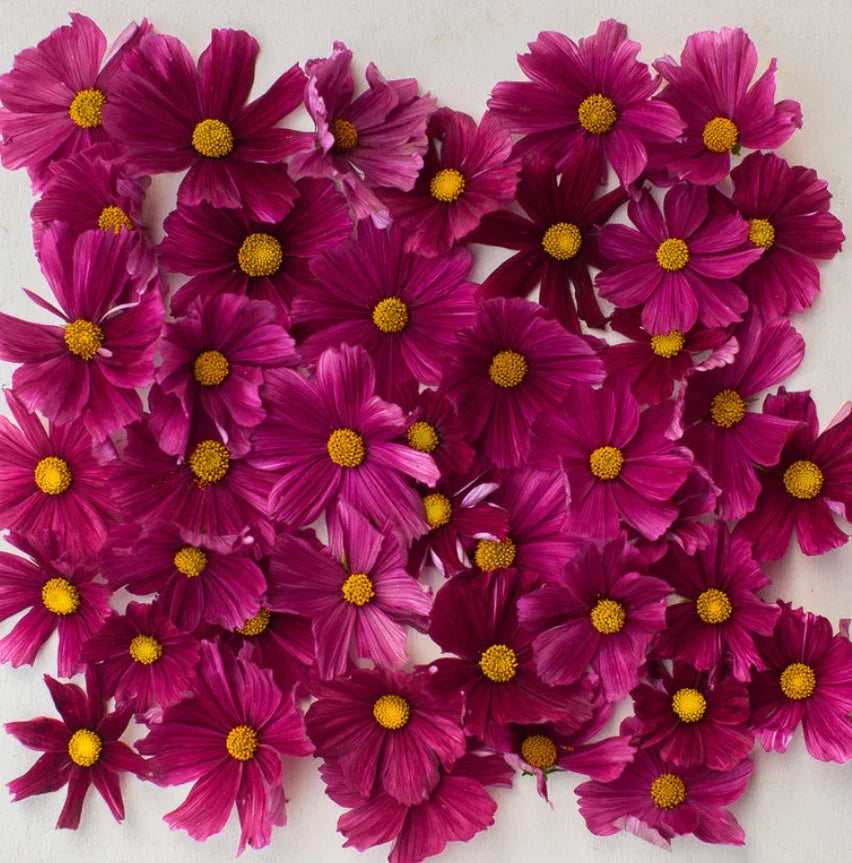 cosmos rubenza flower seeds