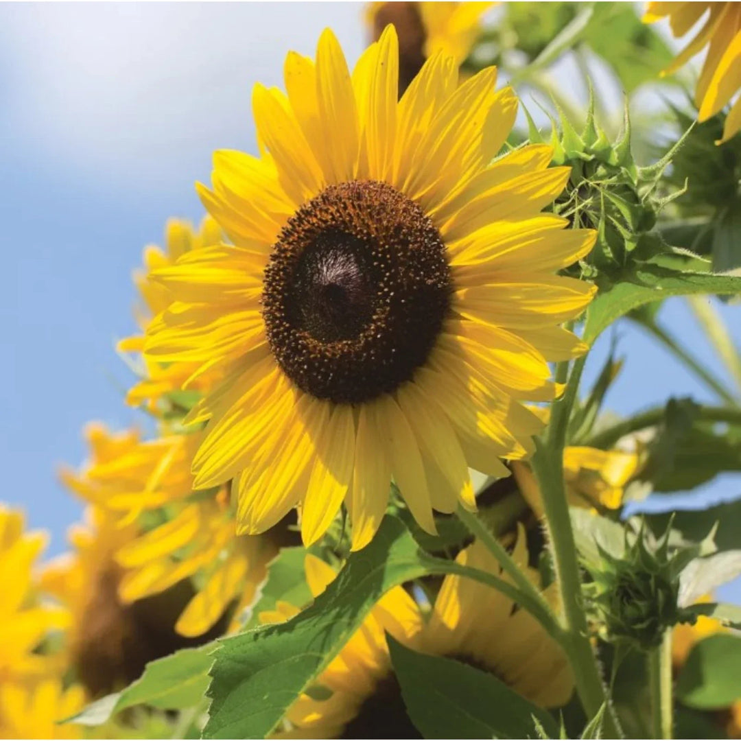 multi headed flower seeds