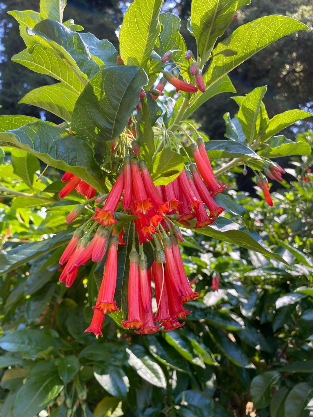 fuchsia andrei flower seeds