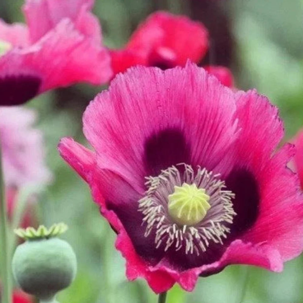 turkish papever flower seeds