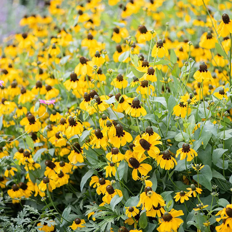 clasping coneflower flower seeds