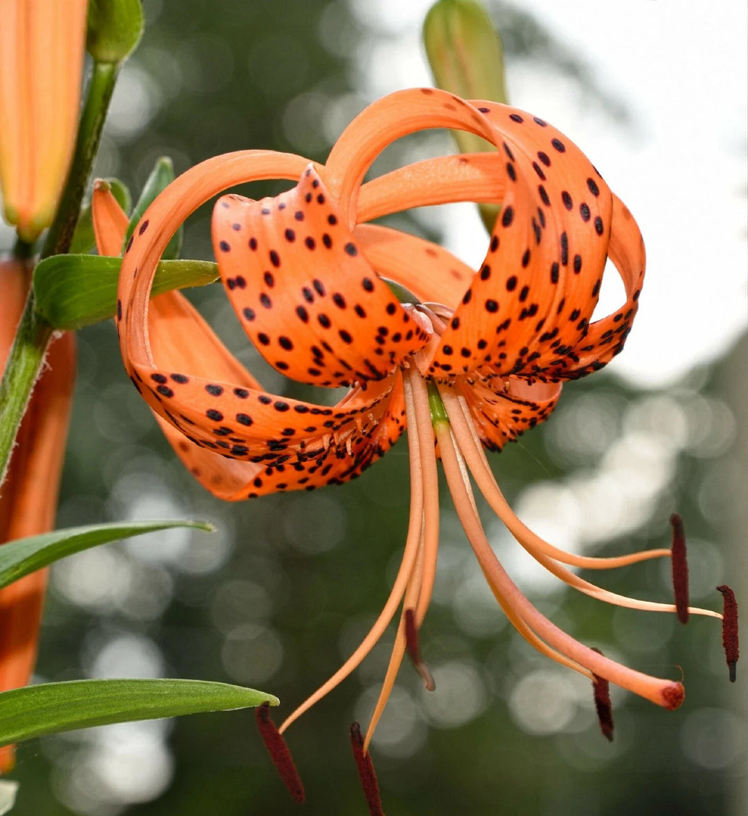 tiger lily flower seeds