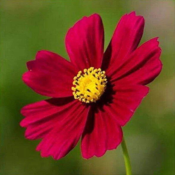 red cosmos flower seeds